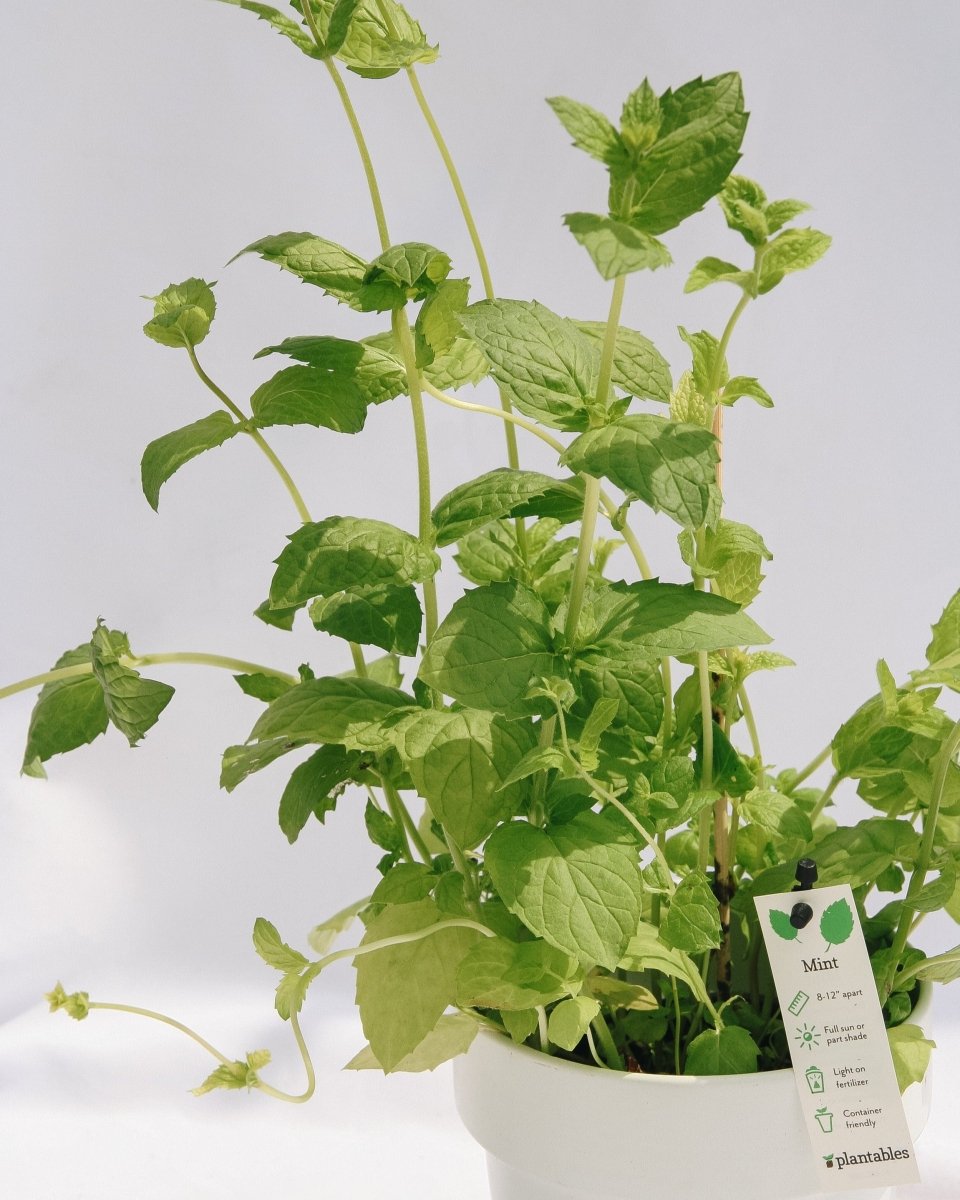 Mint - LandscapeDirect