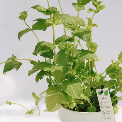 Mint - LandscapeDirect