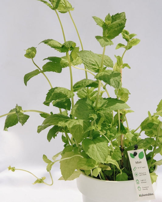 Mint - LandscapeDirect