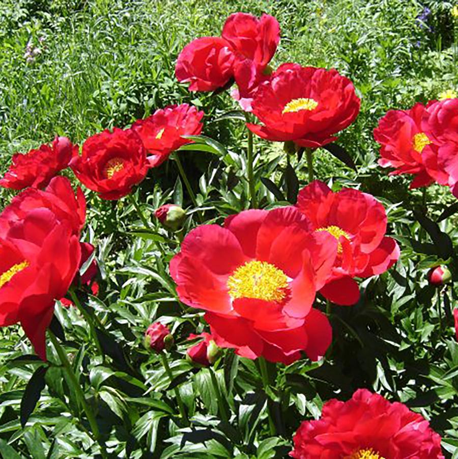 Miss Mary Peony - LandscapeDirect