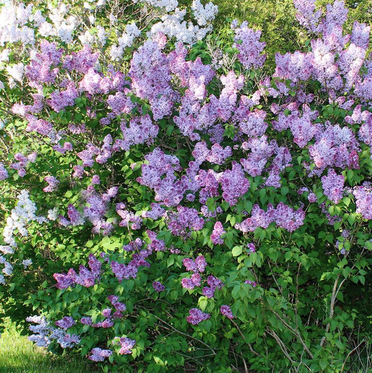 Monge Lilac - LandscapeDirect