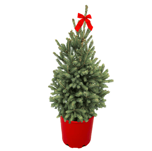 Montrose Charm Spruce - Red Holiday Pot - LandscapeDirect