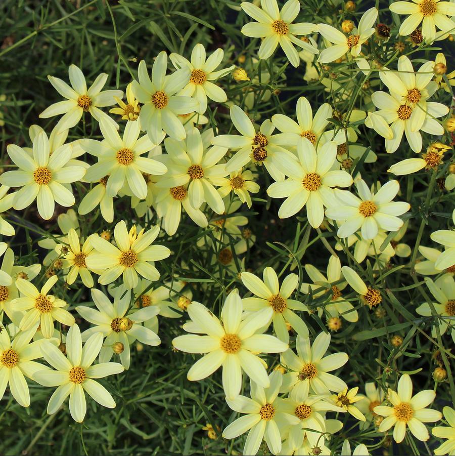 Moonbeam Threadleaf Coreopsis - LandscapeDirect