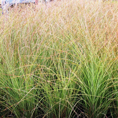 Morning Light Maiden Grass - LandscapeDirect