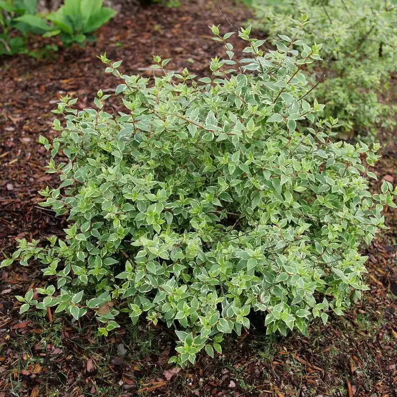 Mucho Gusto Abelia - LandscapeDirect