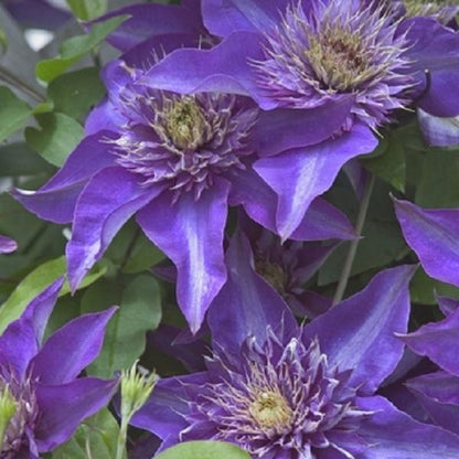 Multiblue Clematis - LandscapeDirect