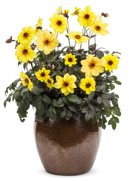 Mystic: Illusion Dahlia - LandscapeDirect