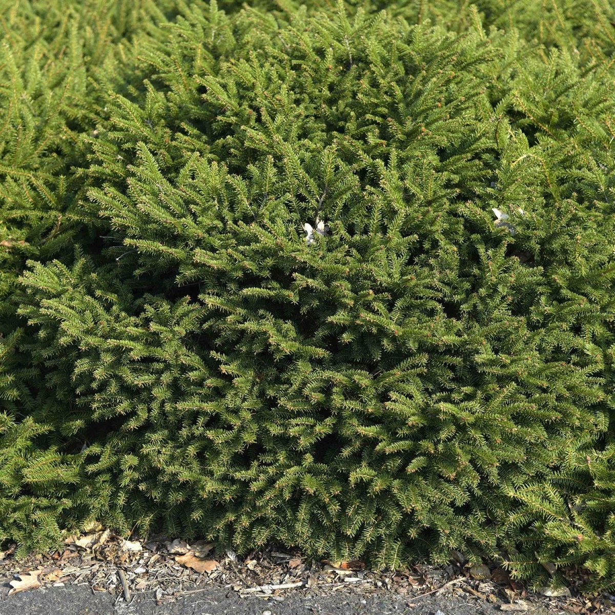 Nest Spruce - LandscapeDirect