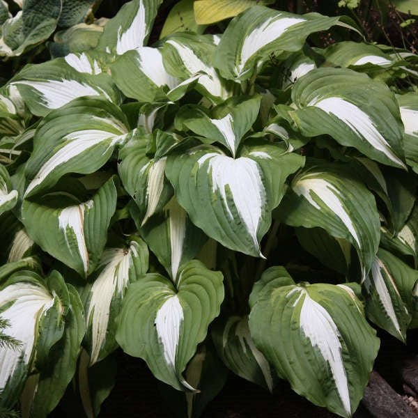 Night Before Christmas Hosta - LandscapeDirect