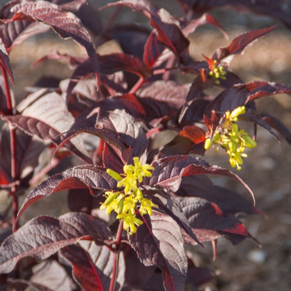 Nightglow Honeysuckle - LandscapeDirect