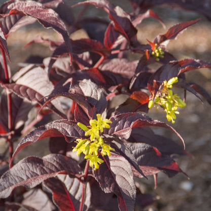 Nightglow Honeysuckle - LandscapeDirect