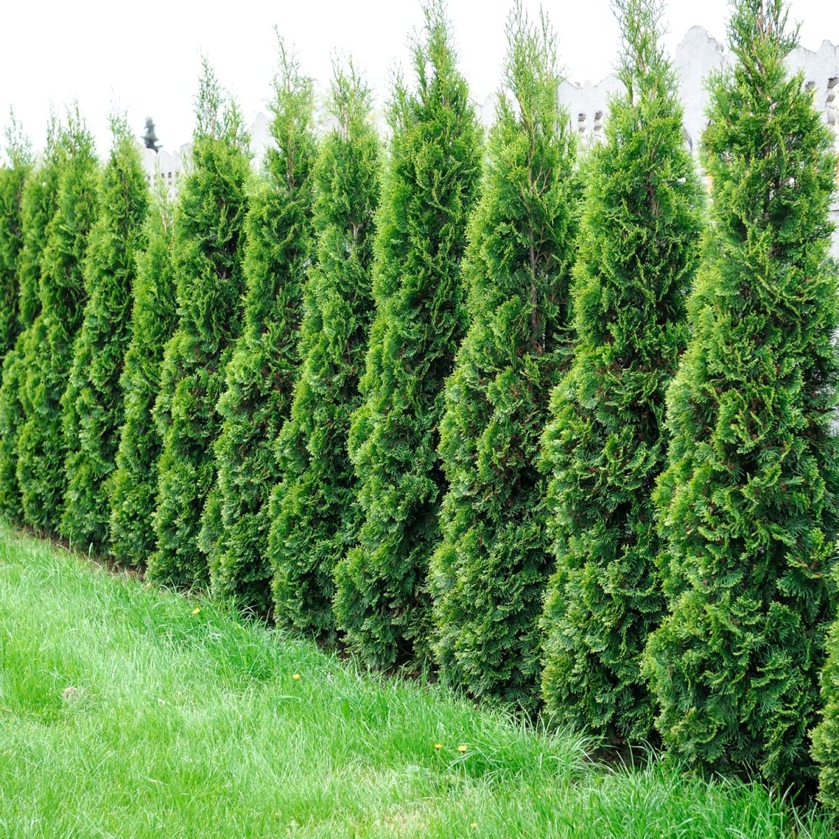 Nigra Dark Green Arborvitae - LandscapeDirect