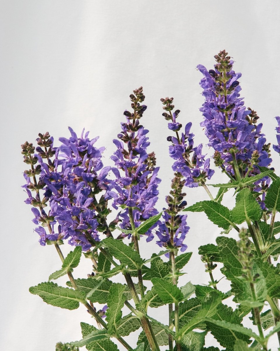 Noble Knight Sage - LandscapeDirect