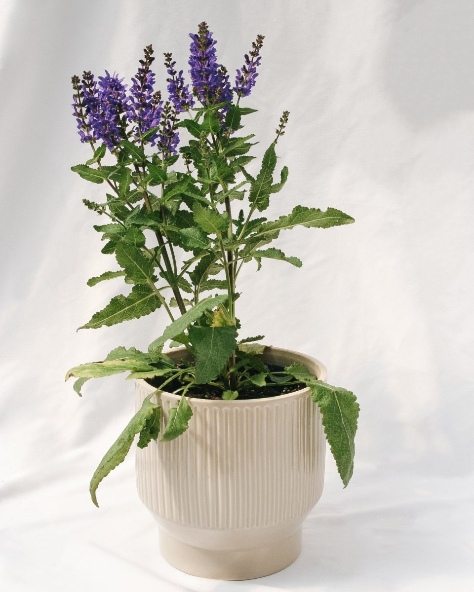 Noble Knight Sage - LandscapeDirect