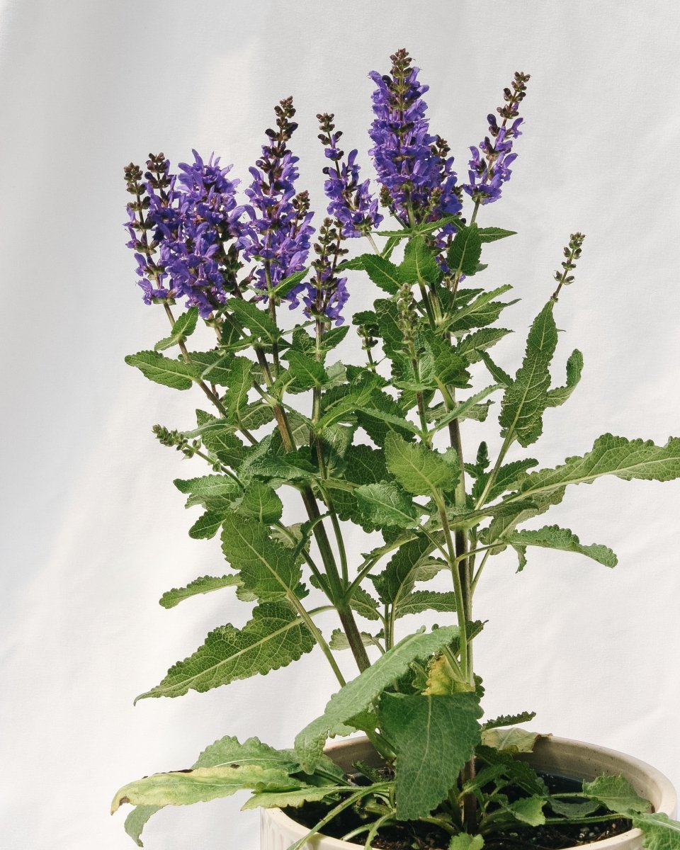 Noble Knight Sage - LandscapeDirect