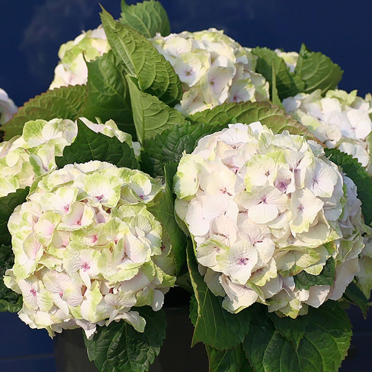 Noblesse Hydrangea - LandscapeDirect