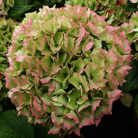 Ocean Hydrangea - LandscapeDirect