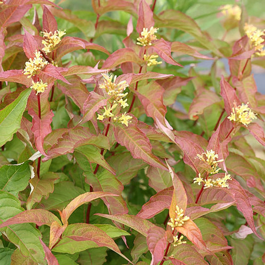 Orange Diervilla - LandscapeDirect