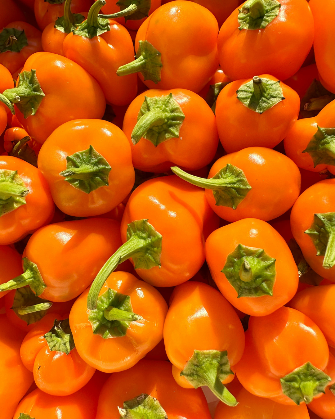 Orange Snacking Pepper