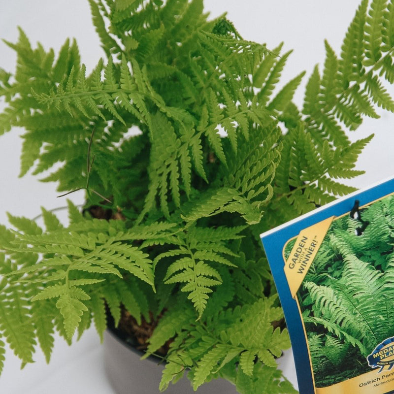 Ostrich Fern (Fiddlehead) - LandscapeDirect