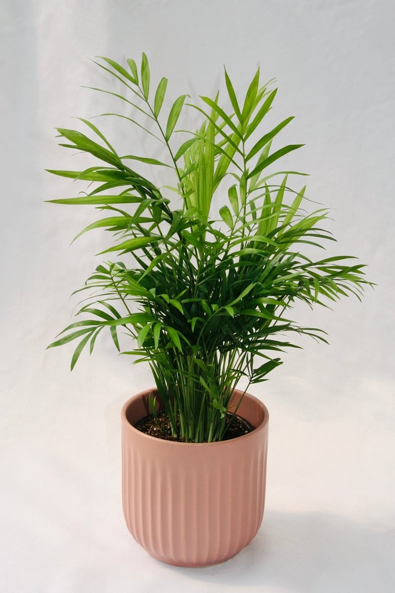 Palm Parlour 5" - LandscapeDirect