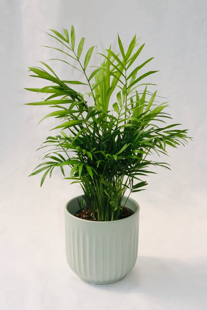 Palm Parlour 5" - LandscapeDirect