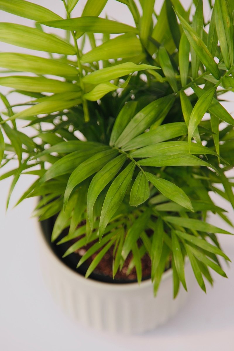 Palm Parlour 5" - LandscapeDirect