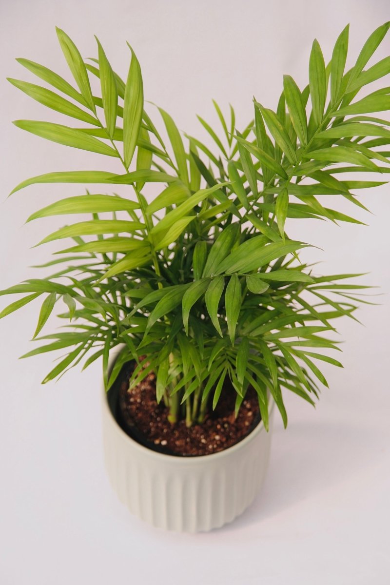 Palm Parlour 5" - LandscapeDirect
