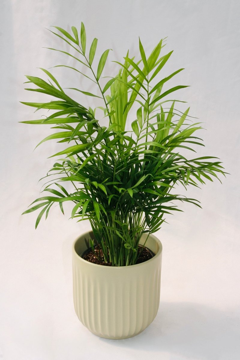 Palm Parlour 5" - LandscapeDirect
