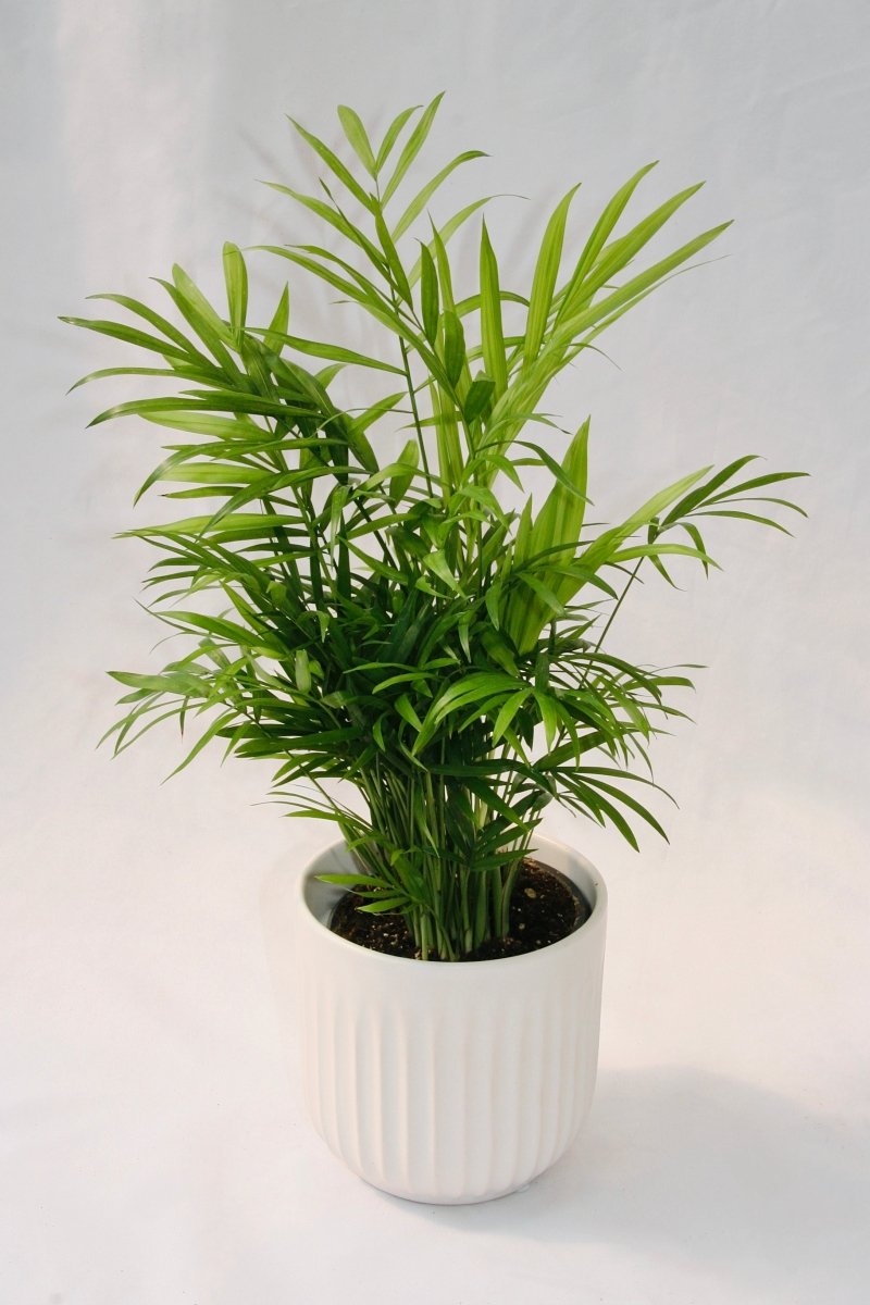 Palm Parlour 5" - LandscapeDirect