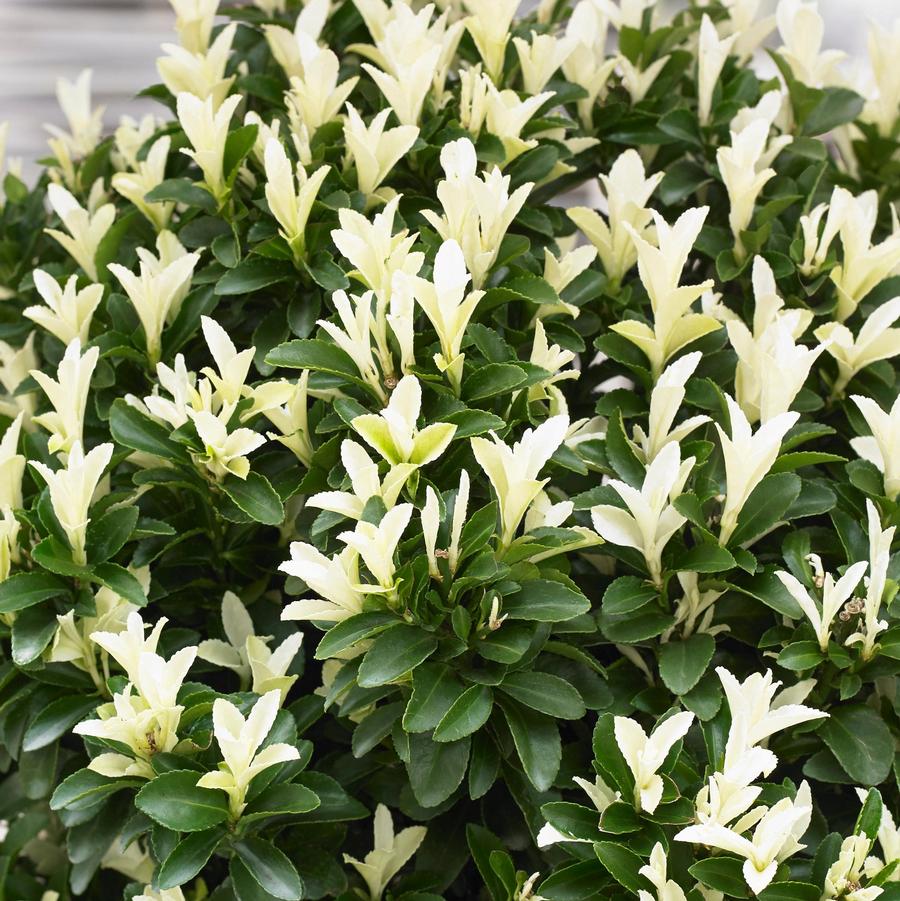 Paloma Blanca™ Euonymus - LandscapeDirect