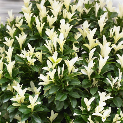 Paloma Blanca™ Euonymus - LandscapeDirect