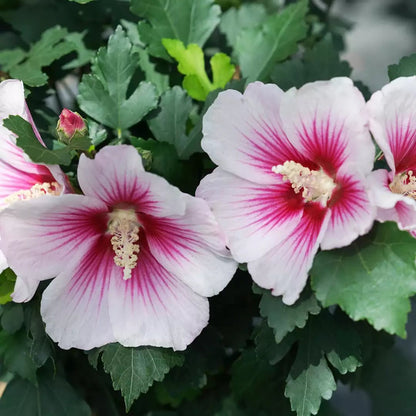 Paraplu Pink Ink Rose of Sharon - LandscapeDirect