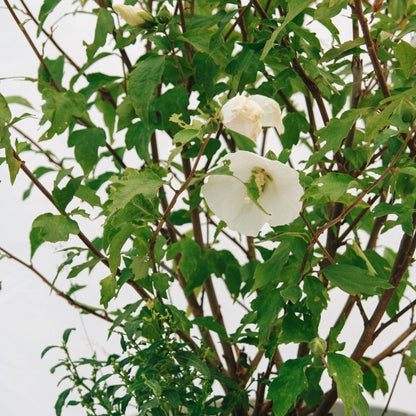 Paraplu Pure White Hibiscus - LandscapeDirect