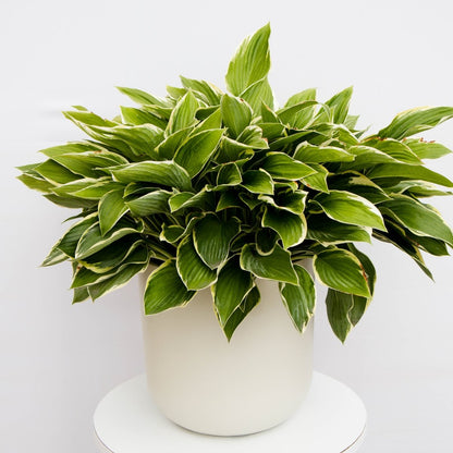 Patriot Plantain Lily - LandscapeDirect