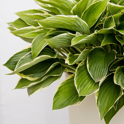 Patriot Plantain Lily - LandscapeDirect