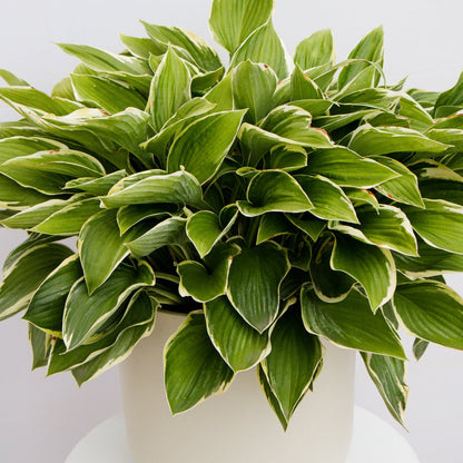 Patriot Plantain Lily - LandscapeDirect