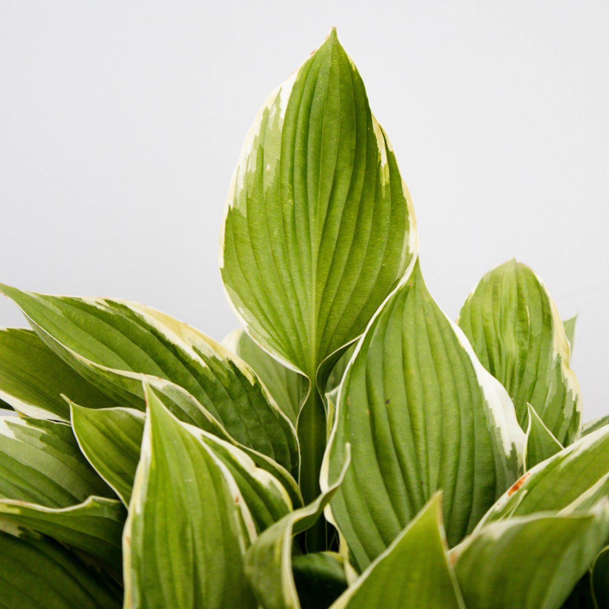 Patriot Plantain Lily - LandscapeDirect