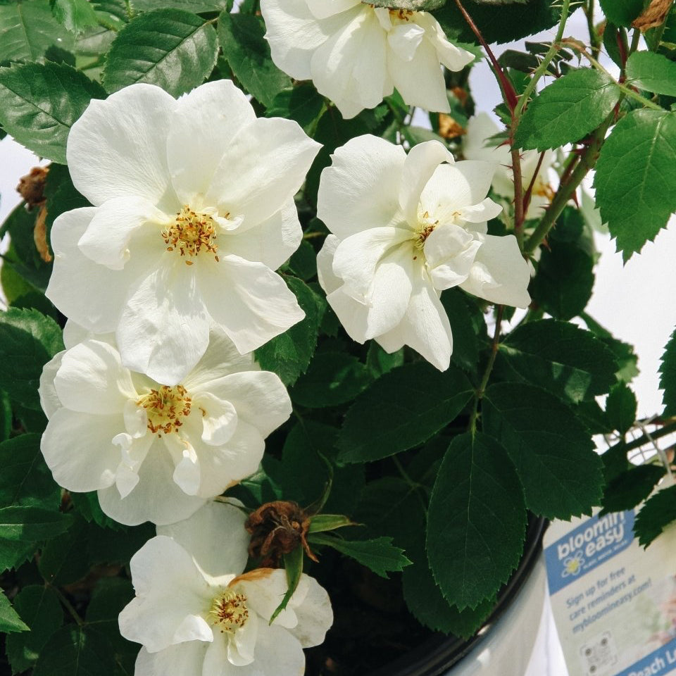 Peach Lemonade Rose - LandscapeDirect