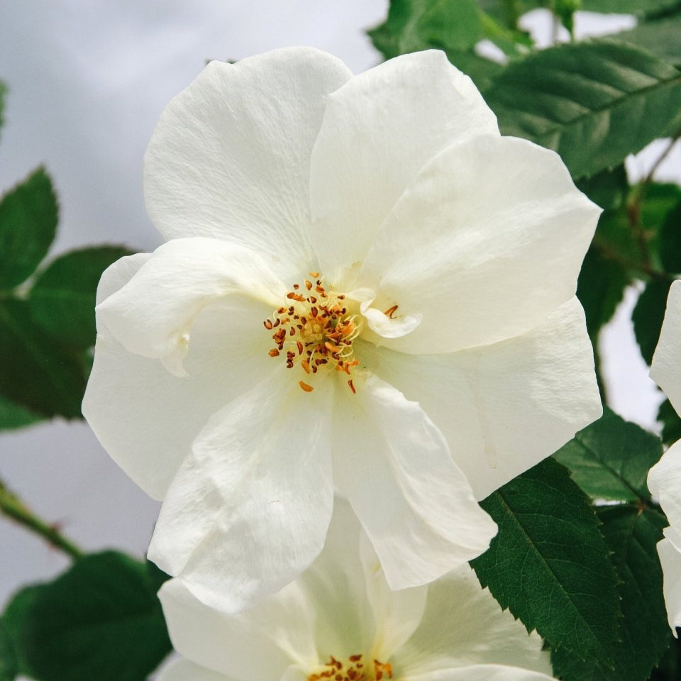 Peach Lemonade Rose - LandscapeDirect