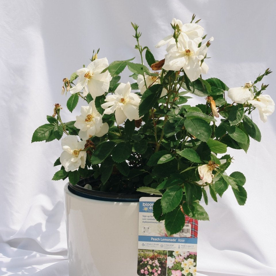 Peach Lemonade Rose - LandscapeDirect