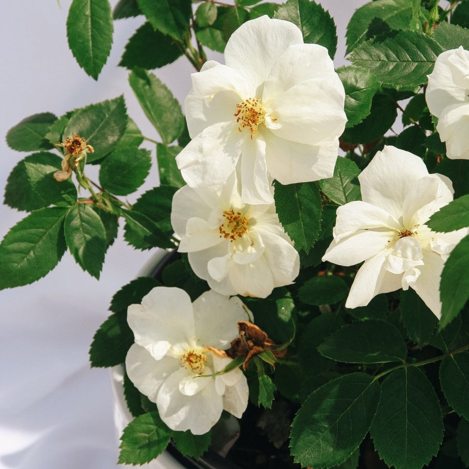 Peach Lemonade Rose - LandscapeDirect