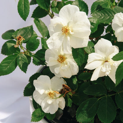 Peach Lemonade Rose - LandscapeDirect