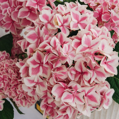 Peppermint Hydrangea - LandscapeDirect