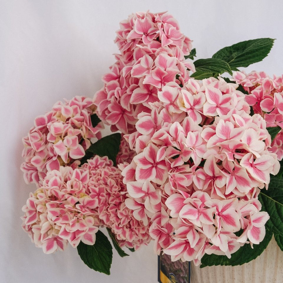 Peppermint Hydrangea - LandscapeDirect