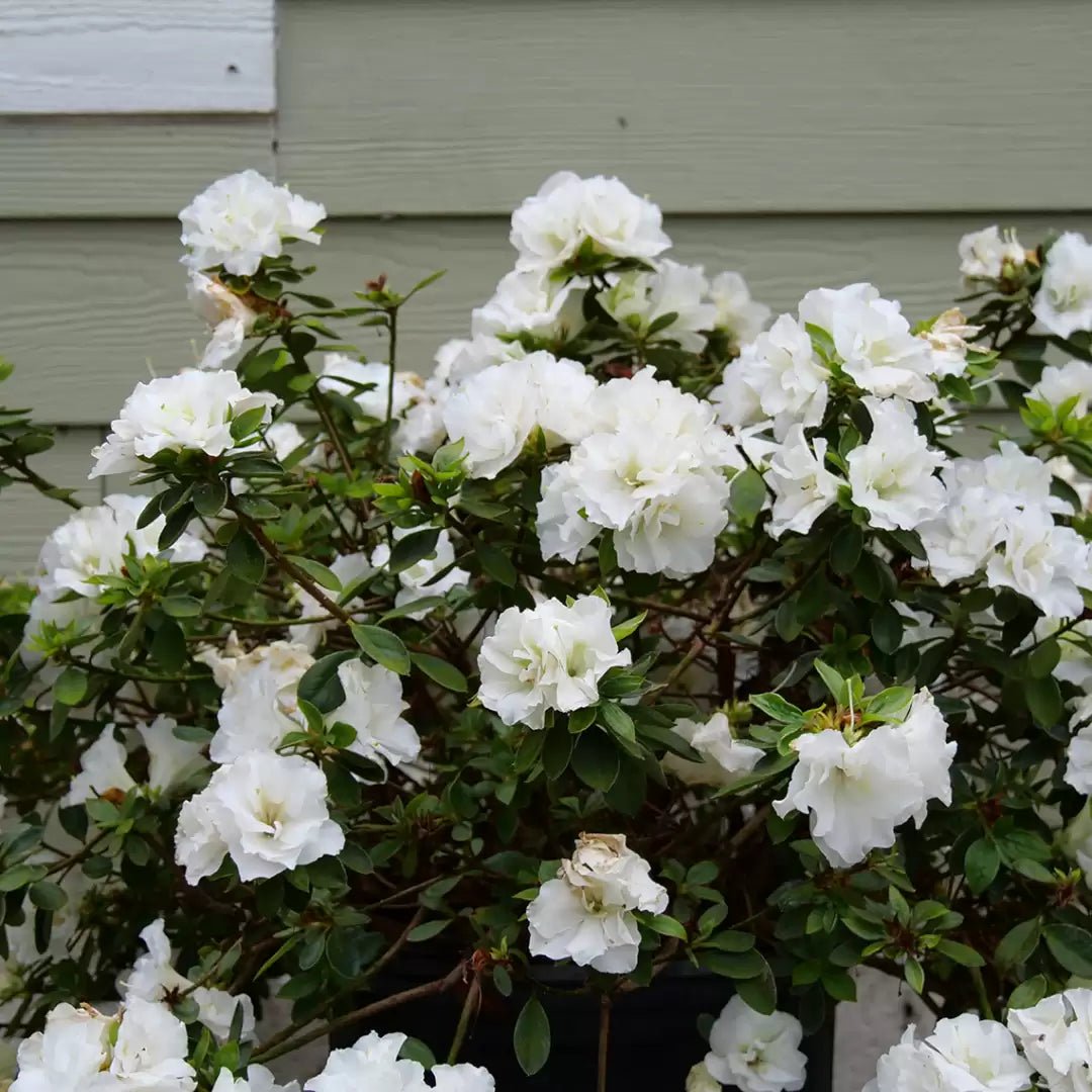 Perfecto Mundo Double White Reblooming Azalea - LandscapeDirect