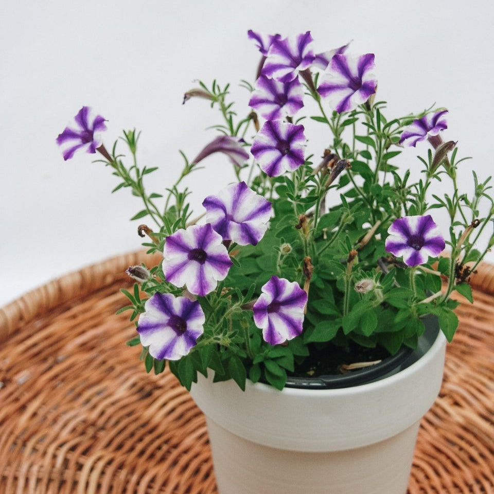 Petunia Supertunia Mini Vista Violet Star - LandscapeDirect
