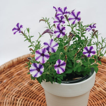 Petunia Supertunia Mini Vista Violet Star - LandscapeDirect