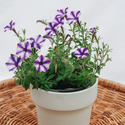 Petunia Supertunia Mini Vista Violet Star - LandscapeDirect