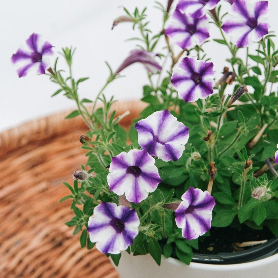 Petunia Supertunia Mini Vista Violet Star - LandscapeDirect
